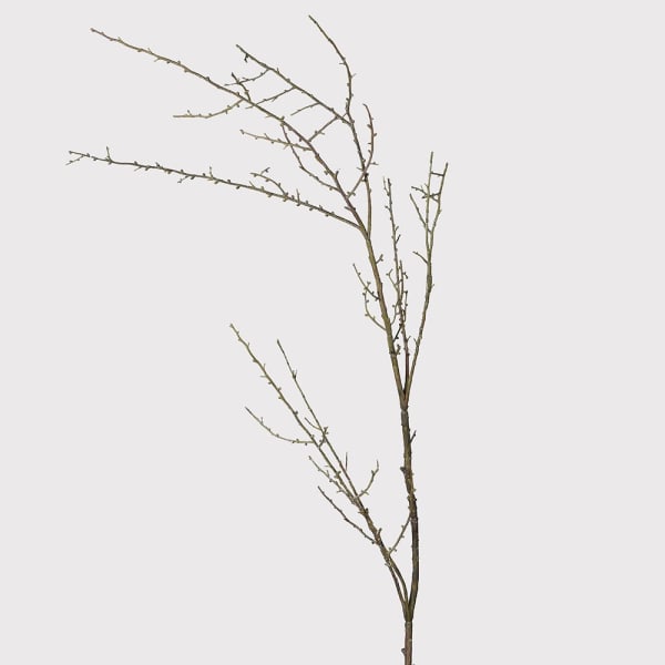 Twig Stem