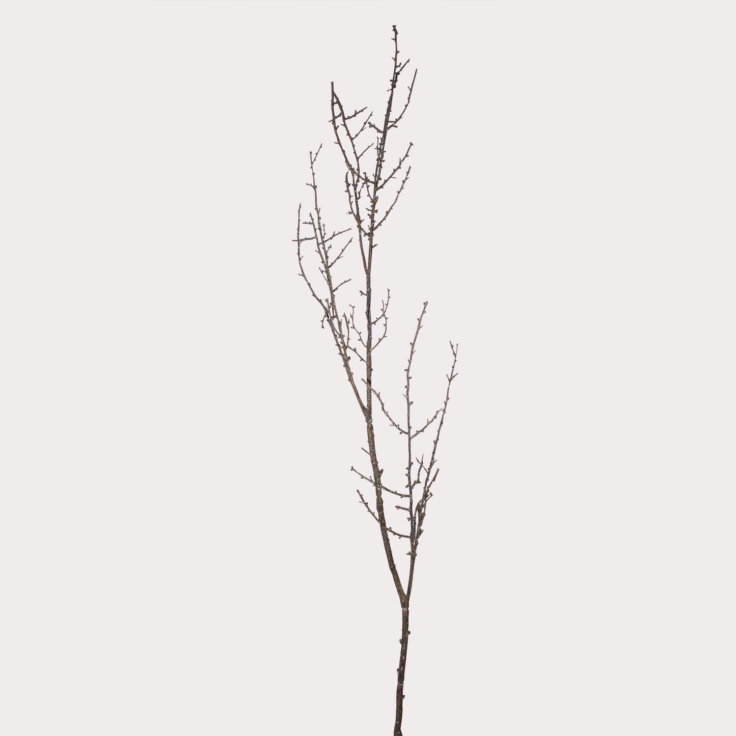 Twig Stem