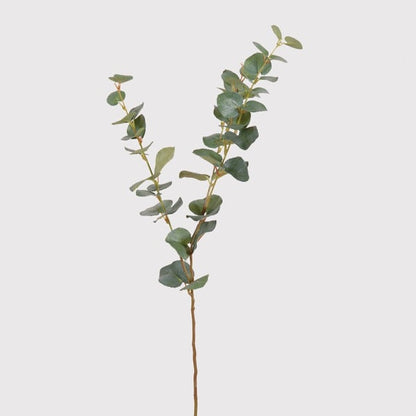 Eucalyptus Stem